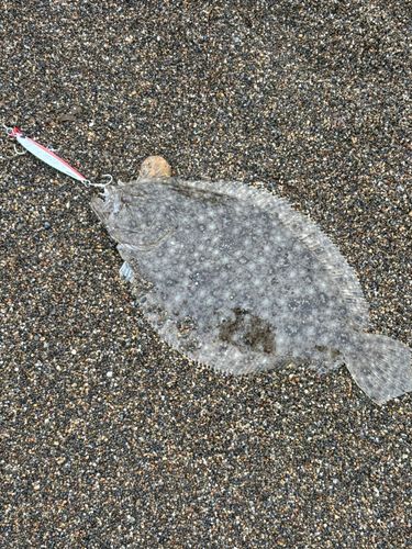 ソゲの釣果
