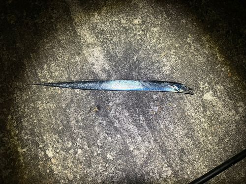 タチウオの釣果