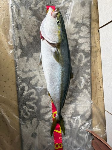 メジロの釣果
