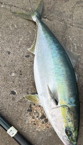 ブリの釣果