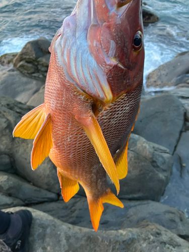 シブダイの釣果