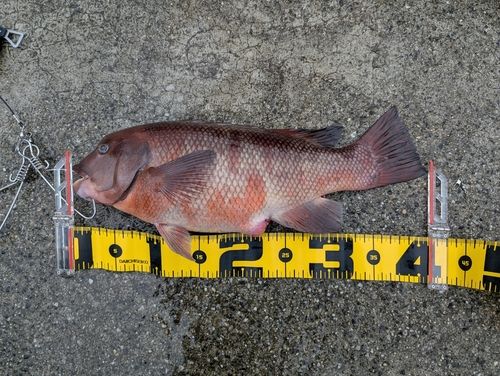 コブダイの釣果