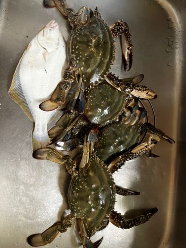 ワタリガニの釣果
