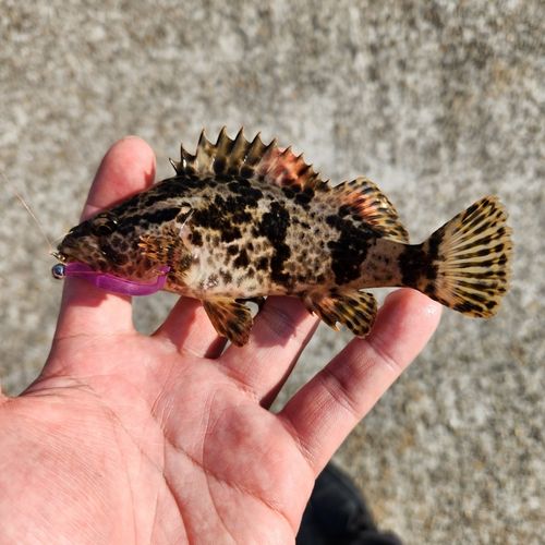 タケノコメバルの釣果