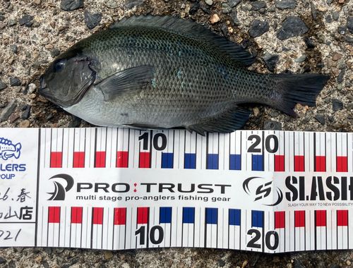 グレの釣果