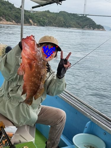 キジハタの釣果