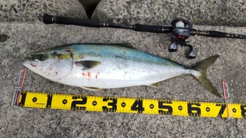 メジロの釣果