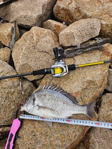 キビレの釣果