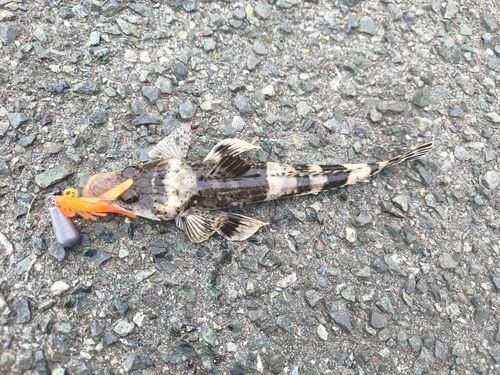 ワニゴチの釣果