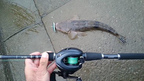 コチの釣果