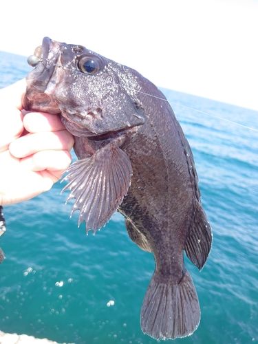 マゾイの釣果