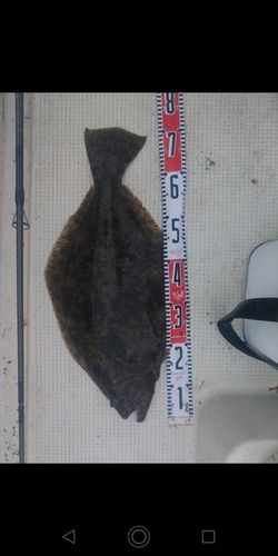 ヒラメの釣果