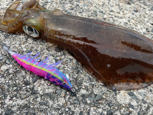 アオリイカの釣果