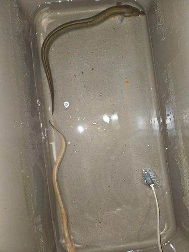 ウナギの釣果