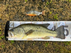 ブラックバスの釣果