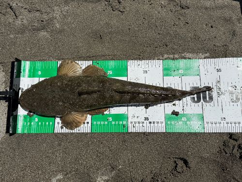 マゴチの釣果