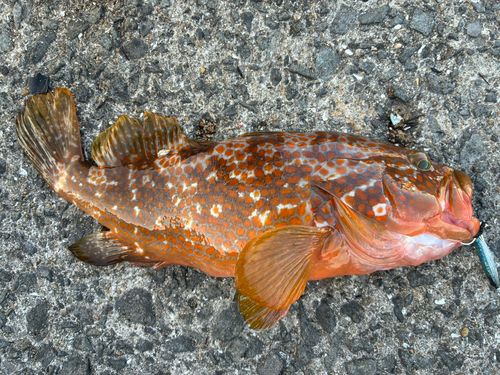 アコウの釣果