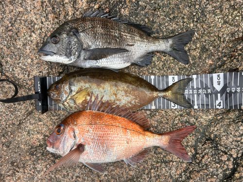 タイの釣果