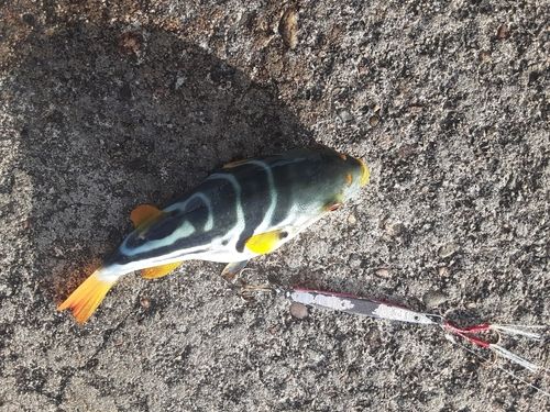 釣果