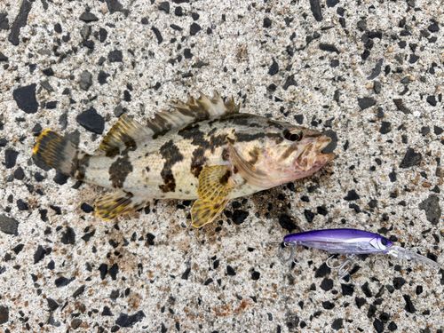 タケノコメバルの釣果