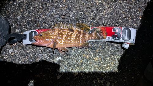 キジハタの釣果