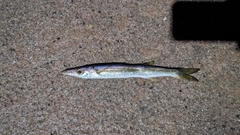 カマスの釣果