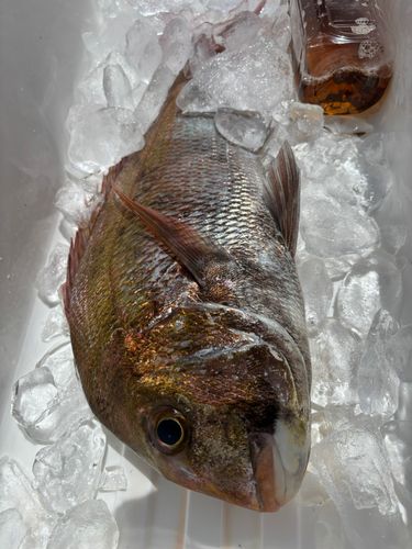 マダイの釣果