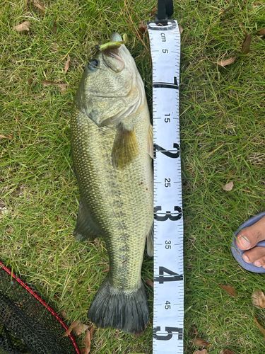 ブラックバスの釣果