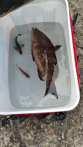 釣果
