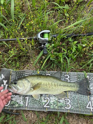 ブラックバスの釣果