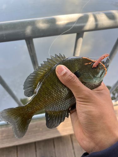 ブルーギルの釣果