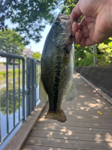 ラージマウスバスの釣果
