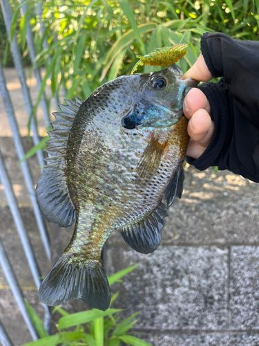 ブルーギルの釣果
