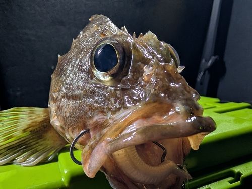 アラカブの釣果