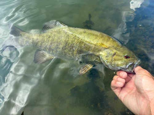スモールマウスバスの釣果