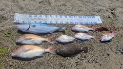 ブリの釣果
