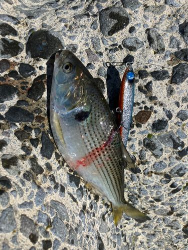 ワラサの釣果