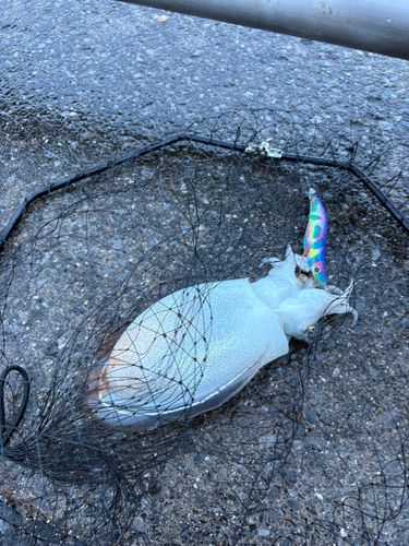 シリヤケイカの釣果