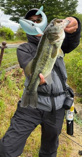 ラージマウスバスの釣果