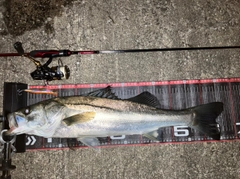 スズキの釣果