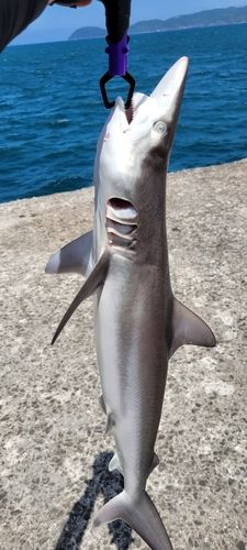 サメの釣果