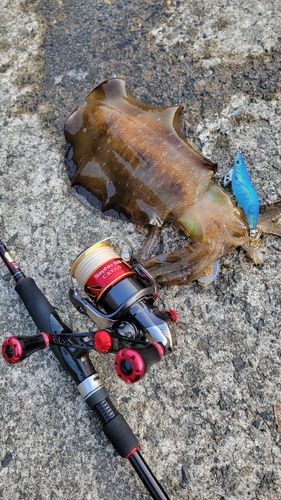 アオリイカの釣果
