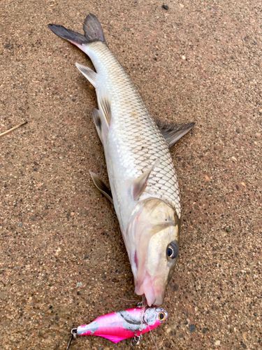 ニゴイの釣果