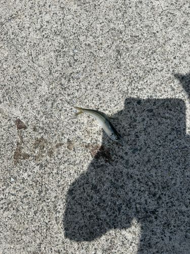 サッパの釣果