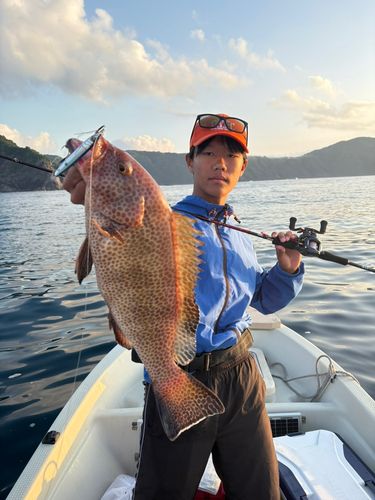 オオモンハタの釣果