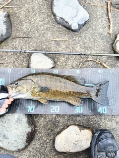 スモールマウスバスの釣果