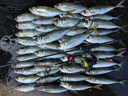 アジの釣果
