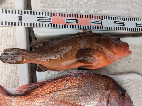 アコウの釣果