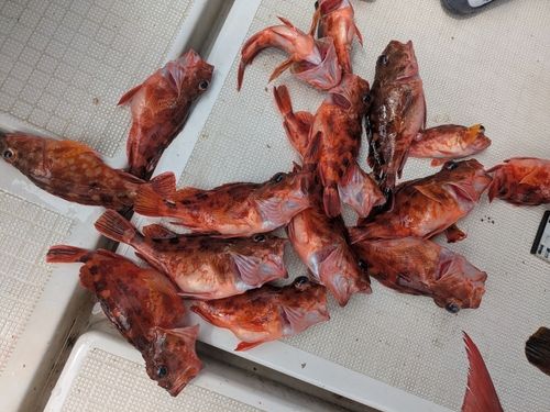 アラカブの釣果