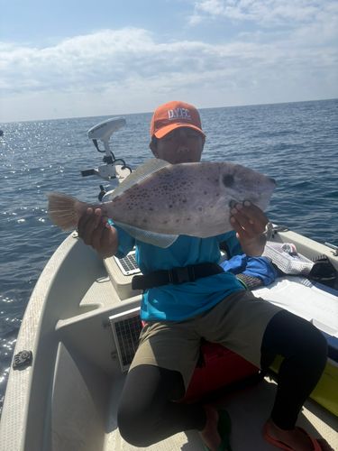 ウスバハギの釣果